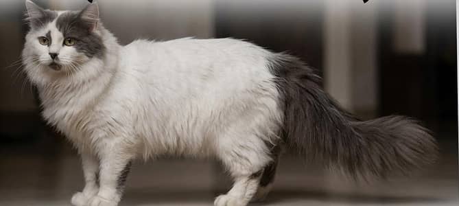 TURKISH BREEDER MALE