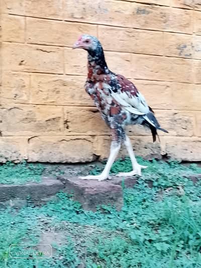 pure miawali aseel chicks available