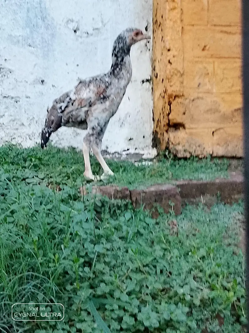 pure miawali aseel chicks available — photo 2