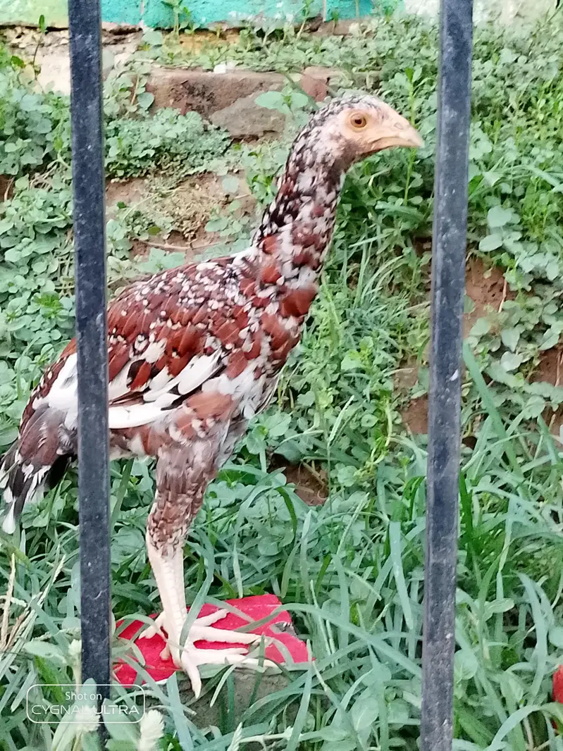 pure miawali aseel chicks available — photo 3