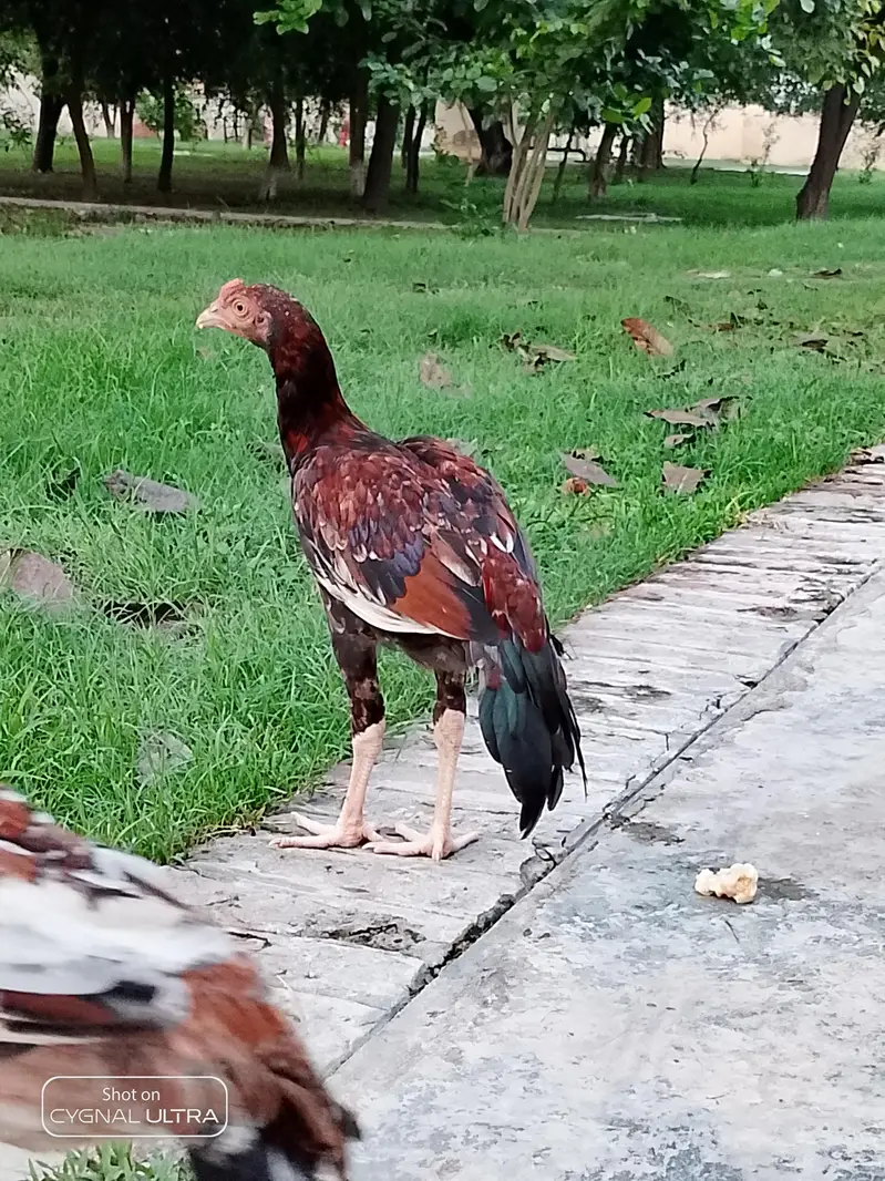 pure miawali aseel chicks available — photo 4