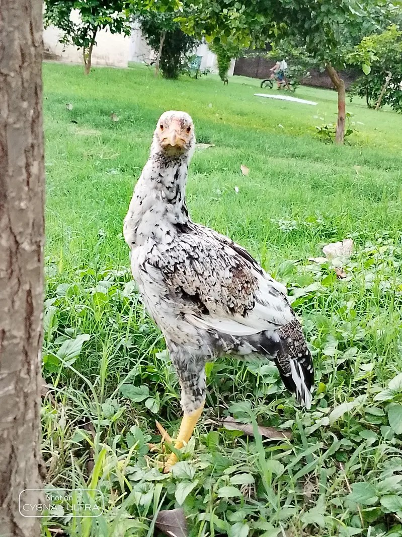 pure miawali aseel chicks available — photo 5