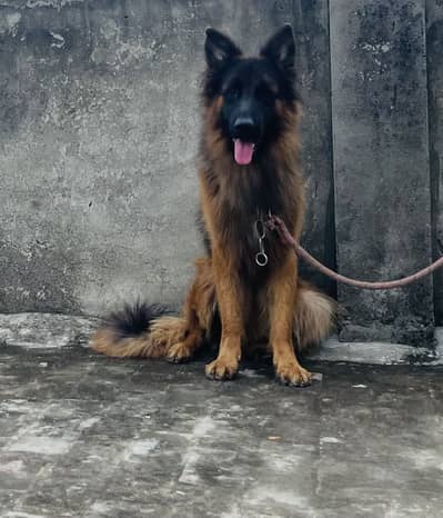 Pink pedigree Long Coat Male For sale