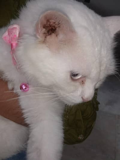 WHITE Persian Cat For Sale!