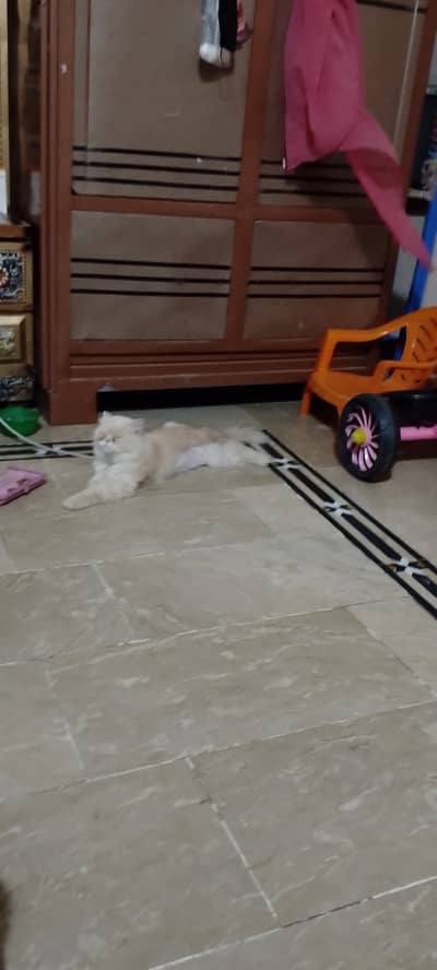 This adult cat for sale near mumtazabaad