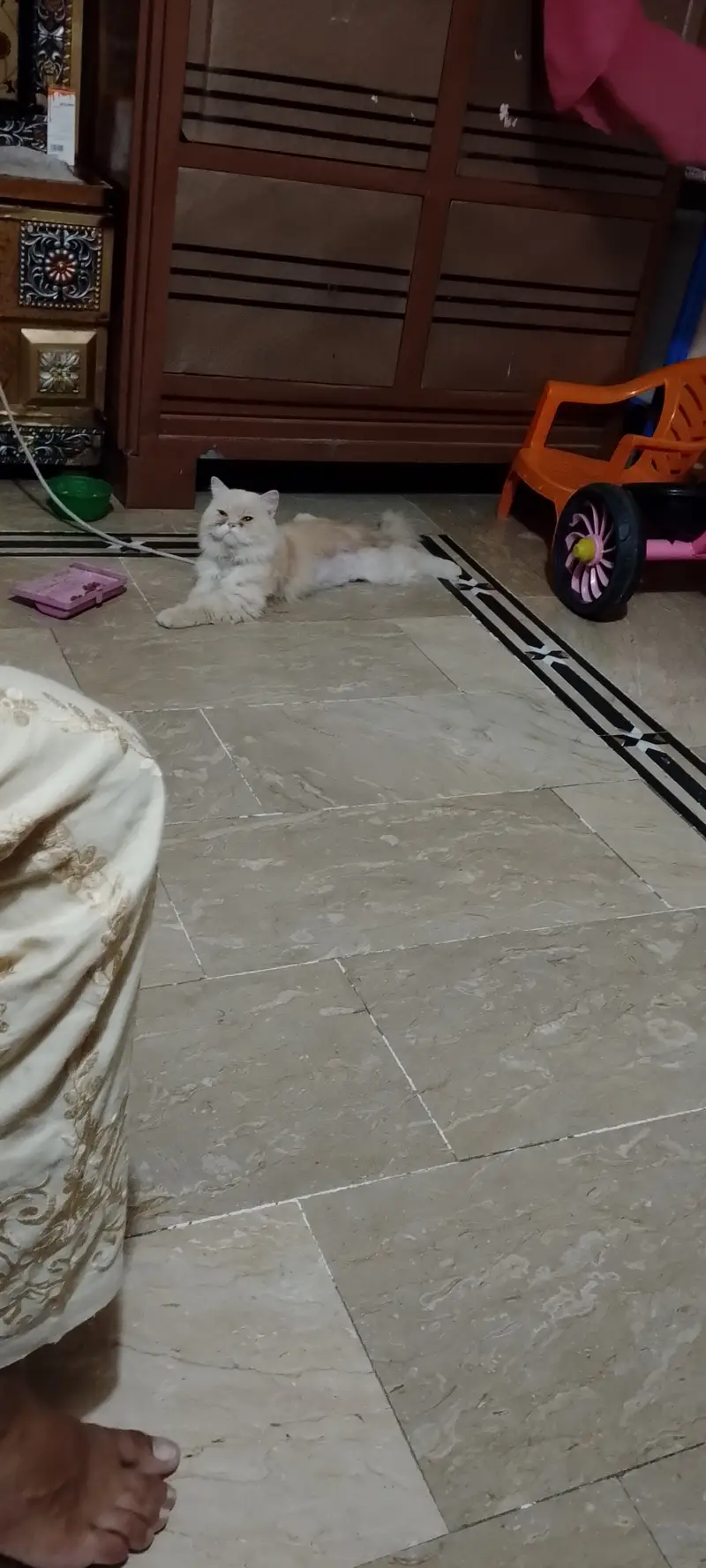 This adult cat for sale near mumtazabaad — photo 2