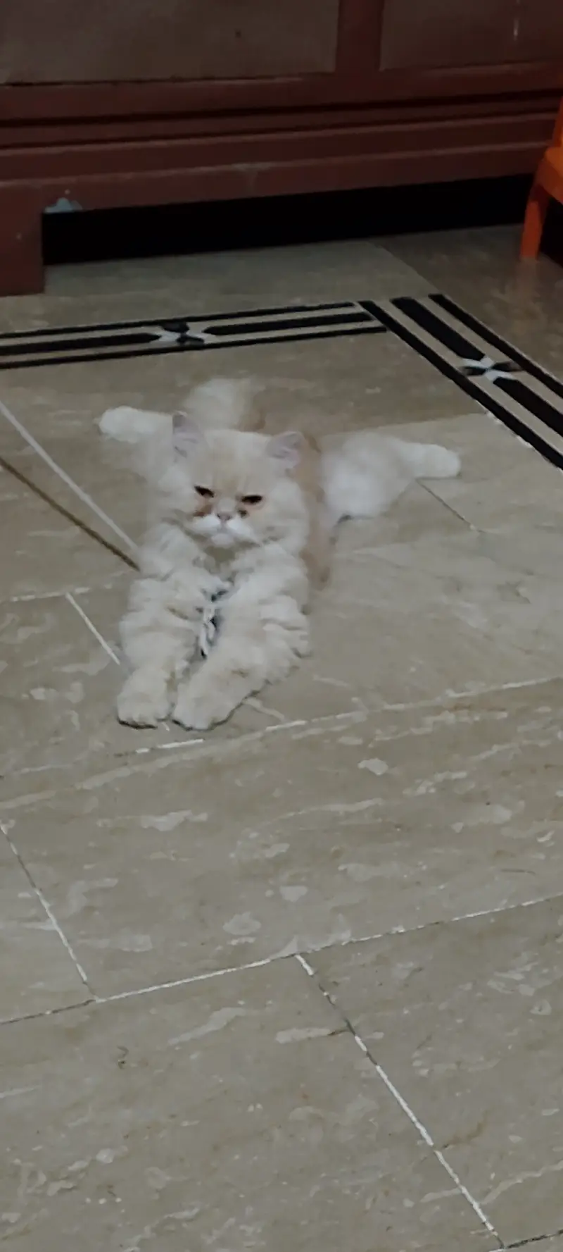 This adult cat for sale near mumtazabaad — photo 3
