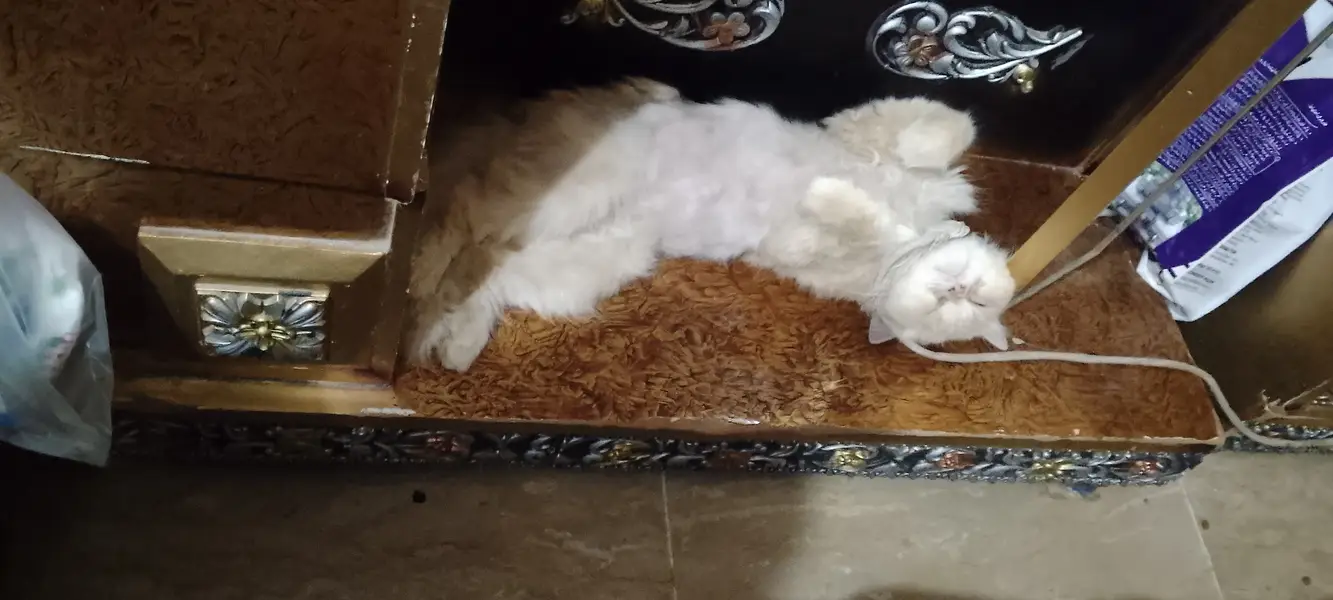 This adult cat for sale near mumtazabaad — photo 5