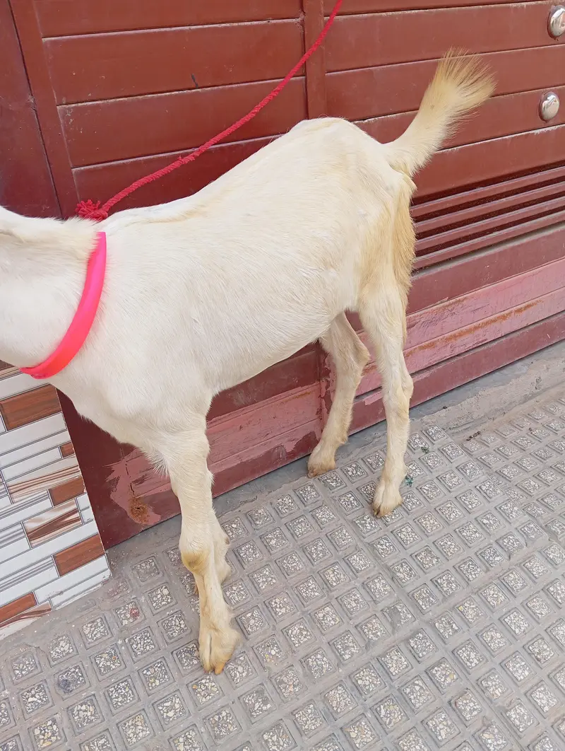 5. mhany ki he khobsorat he jesz bhai ko chye rabata ki ary 03112423716 — photo 2