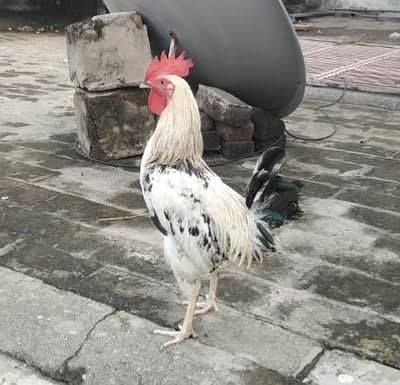 Ghar ka pala hoa Desi murgha