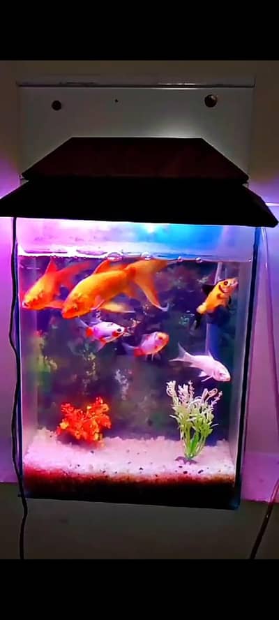 Fishes And Box
