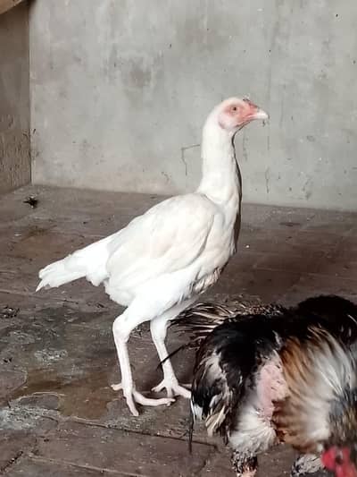 aseel Heera hen