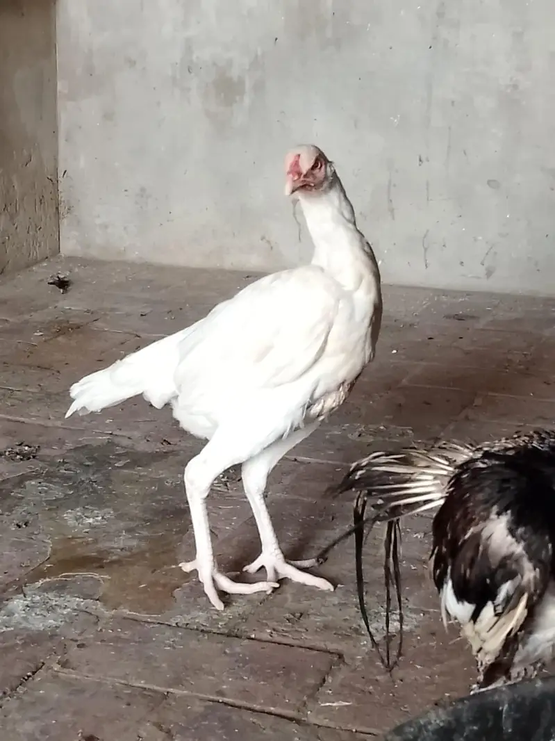 aseel Heera hen — photo 2