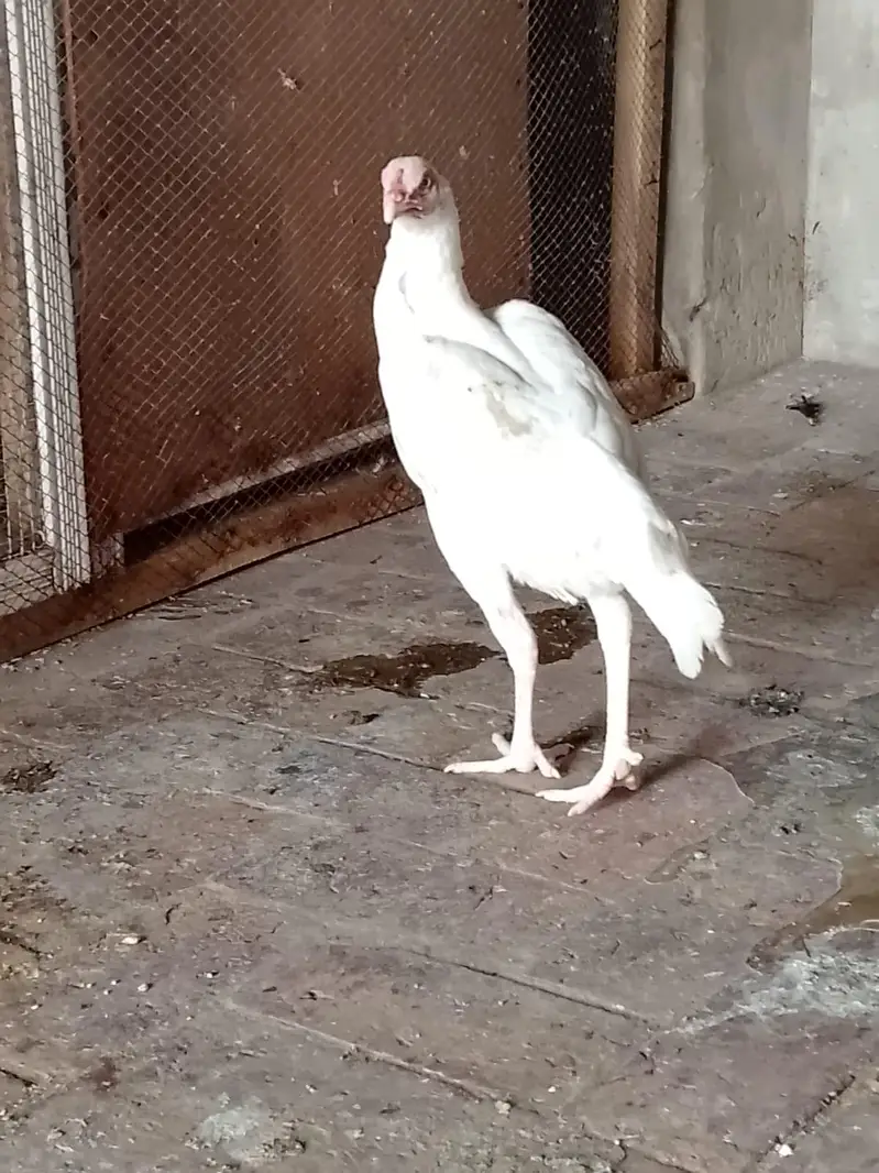 aseel Heera hen — photo 3