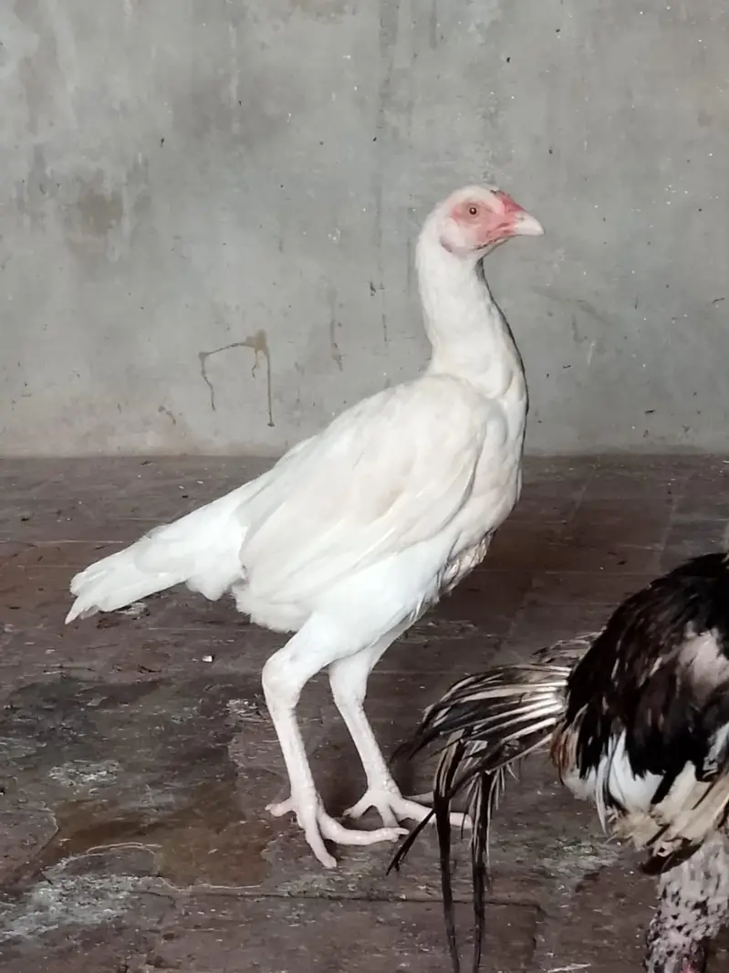 aseel Heera hen — photo 4