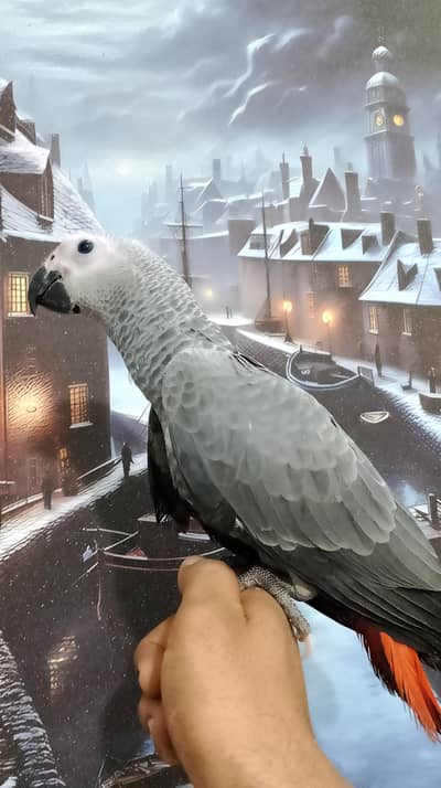 african grey self tamed grey parrot