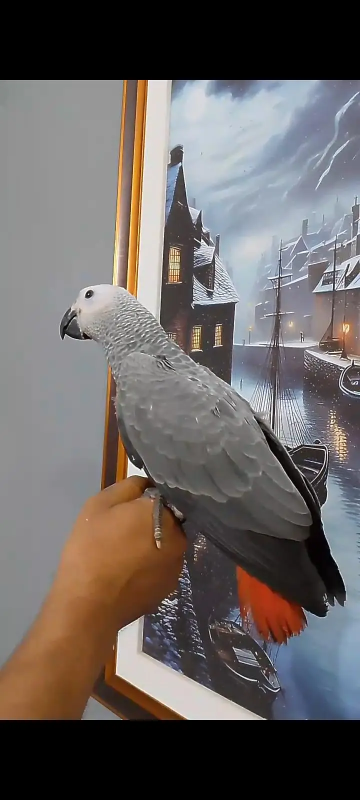african grey healthy and self tamed grey parrot — photo 2