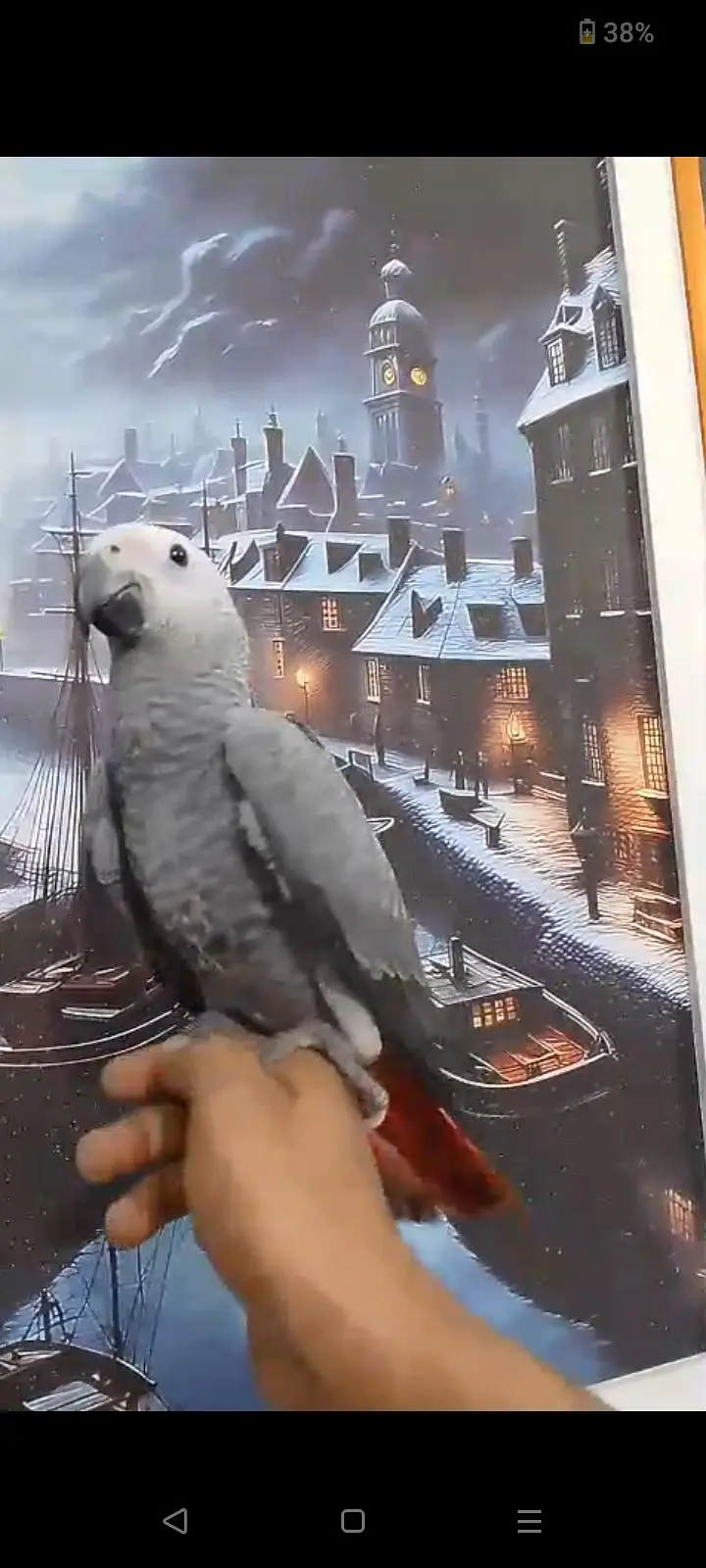 african grey healthy and self tamed grey parrot — photo 3
