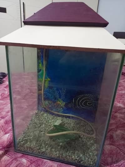 aquarium no fish with accessories