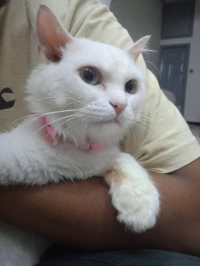 WHITE Persian Cat For Sale!