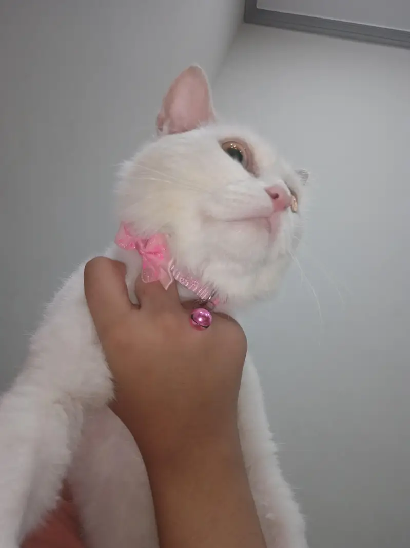 WHITE Persian Cat For Sale! — photo 2