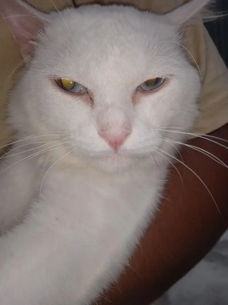 WHITE Persian Cat For Sale! — photo 3