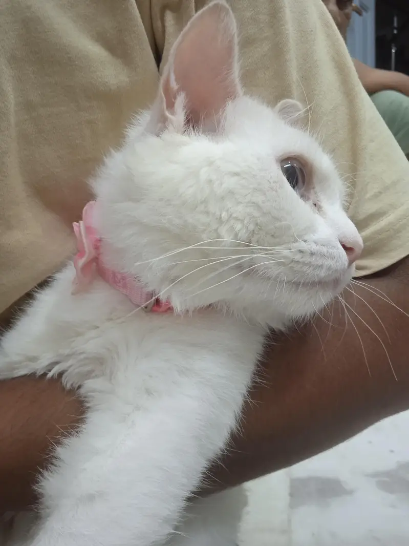 WHITE Persian Cat For Sale! — photo 4