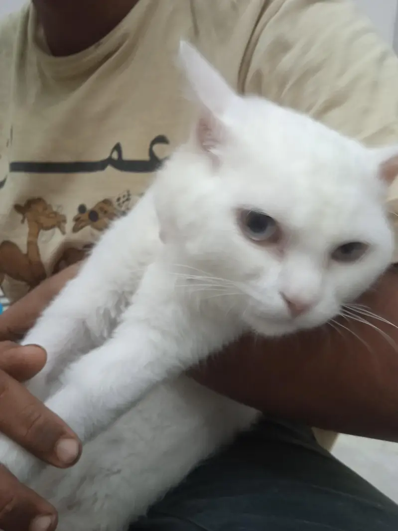 WHITE Persian Cat For Sale! — photo 5
