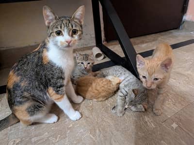 Cat and Kittens for Adoption