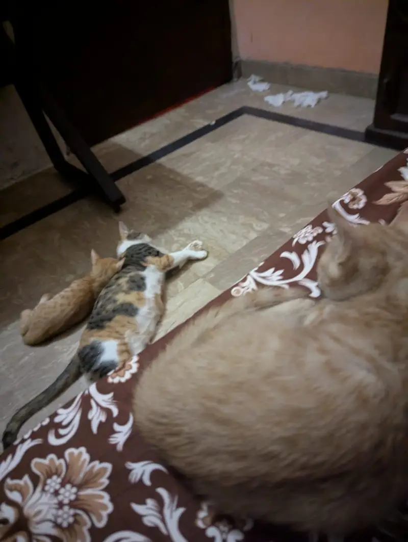 Cat and Kittens for Adoption — photo 2