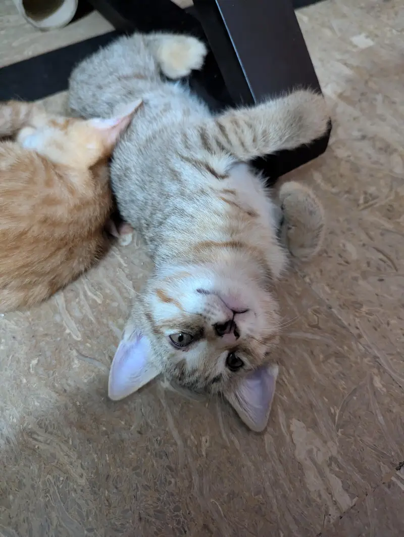 Cat and Kittens for Adoption — photo 3