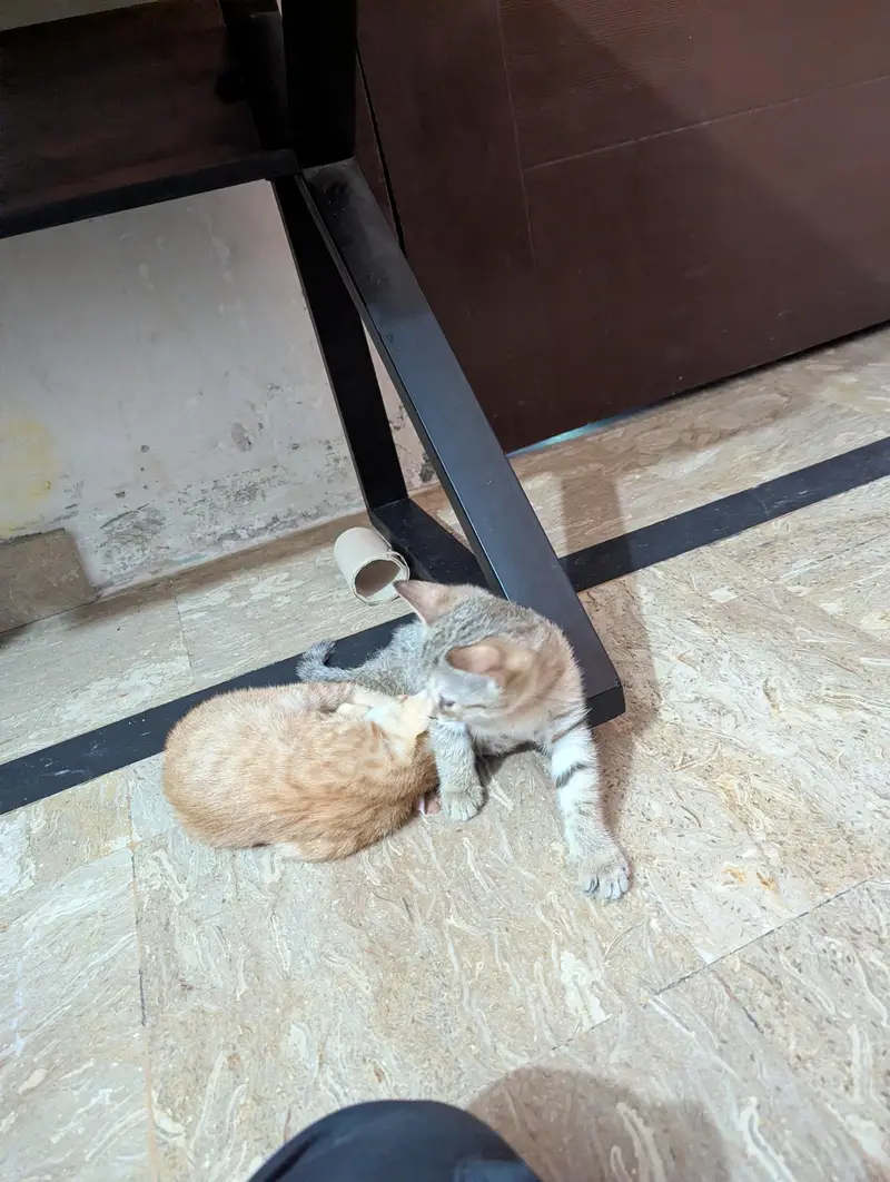 Cat and Kittens for Adoption — photo 4