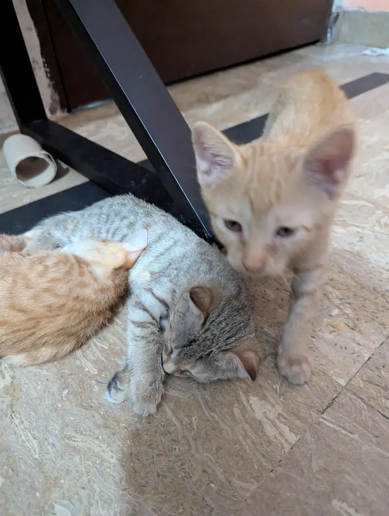 Cat and Kittens for Adoption — photo 5