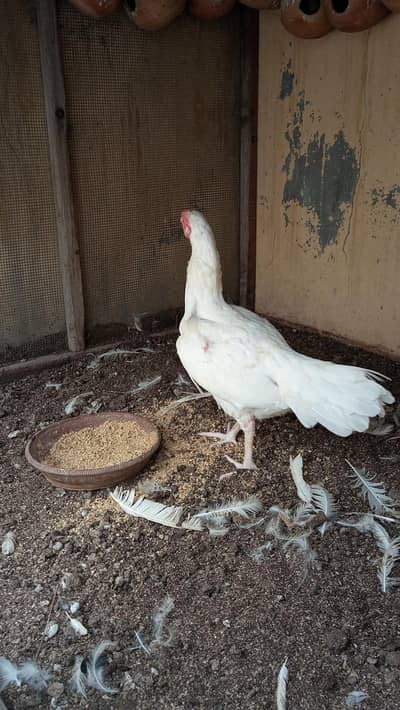 paper white Heera female