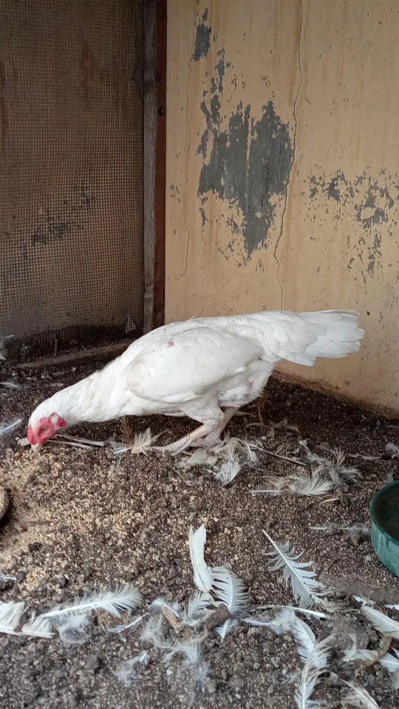 paper white Heera female — photo 2