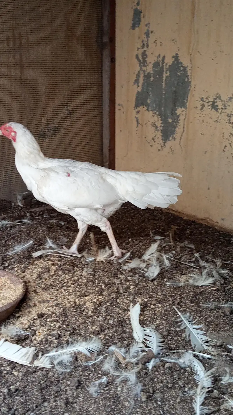 paper white Heera female — photo 3