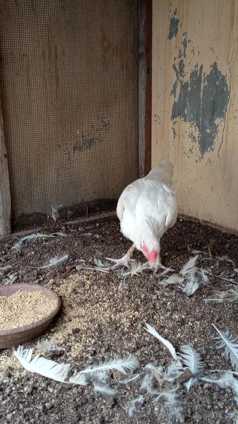 paper white Heera female — photo 4