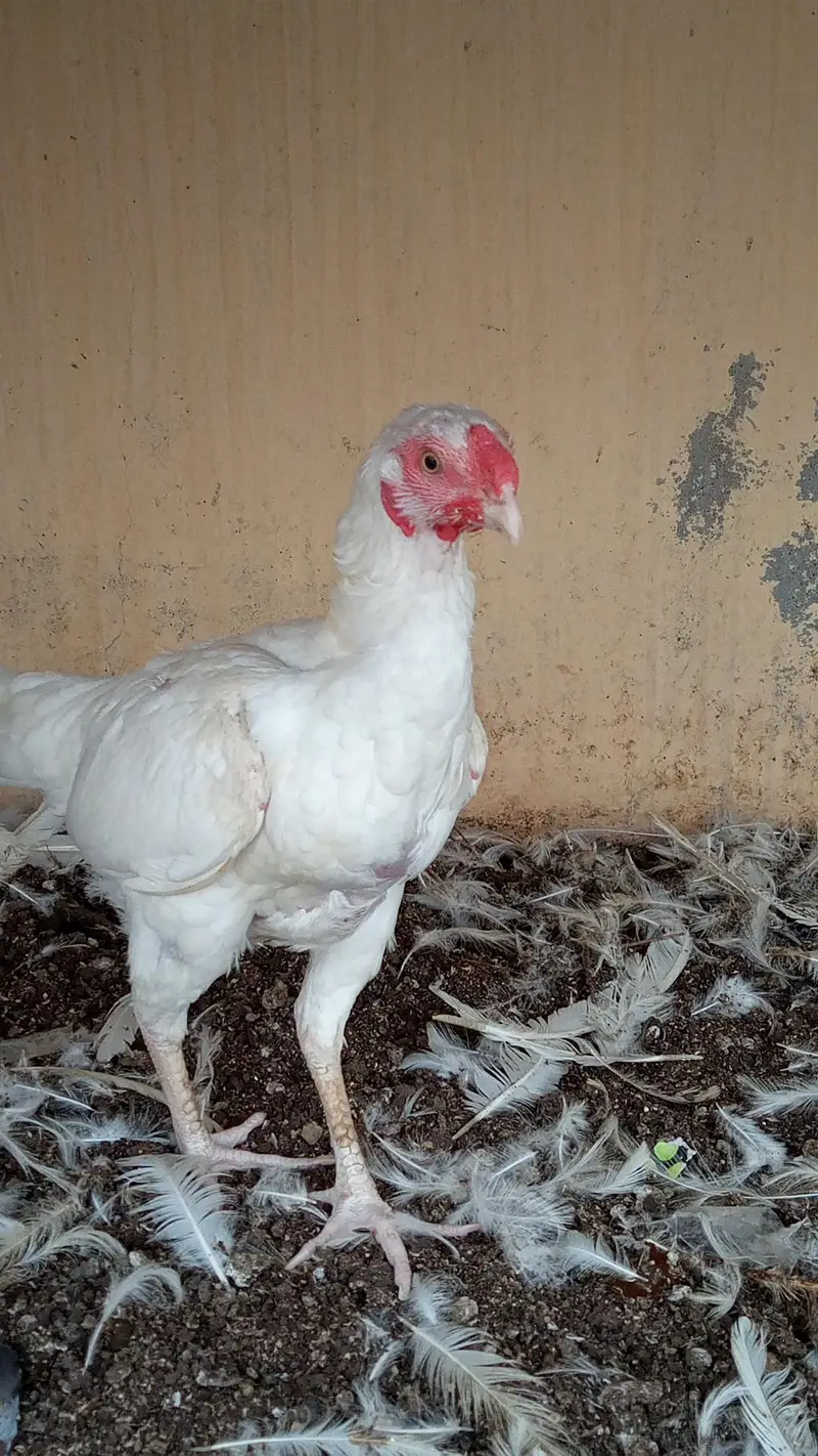 paper white Heera female — photo 5