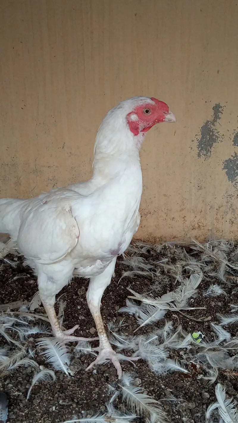 paper white Heera female — photo 6