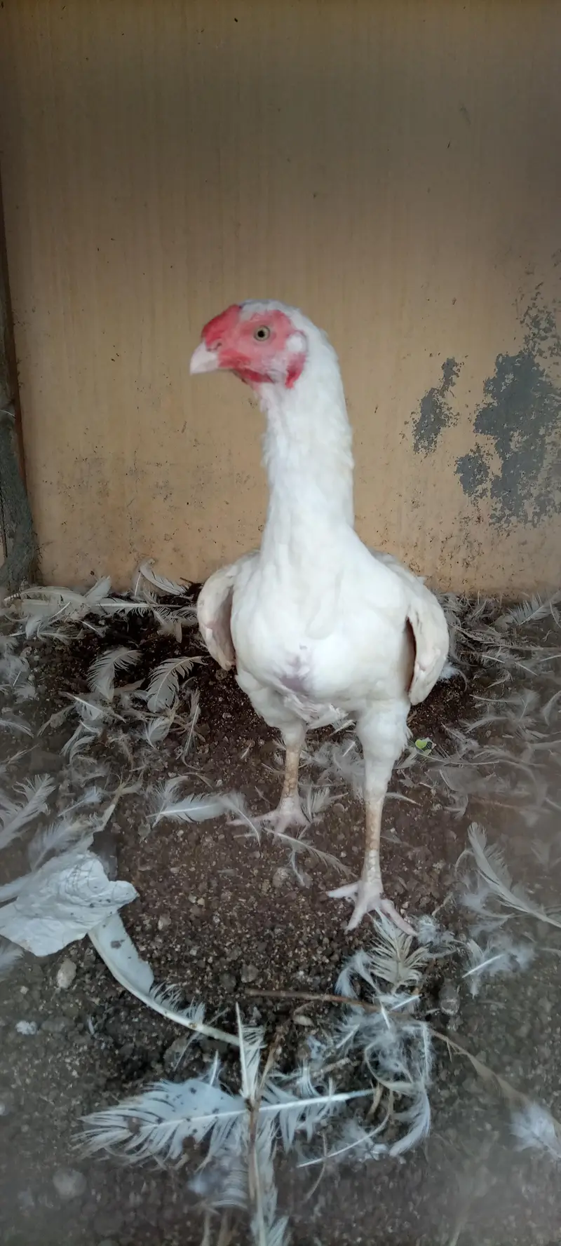 paper white Heera female — photo 7