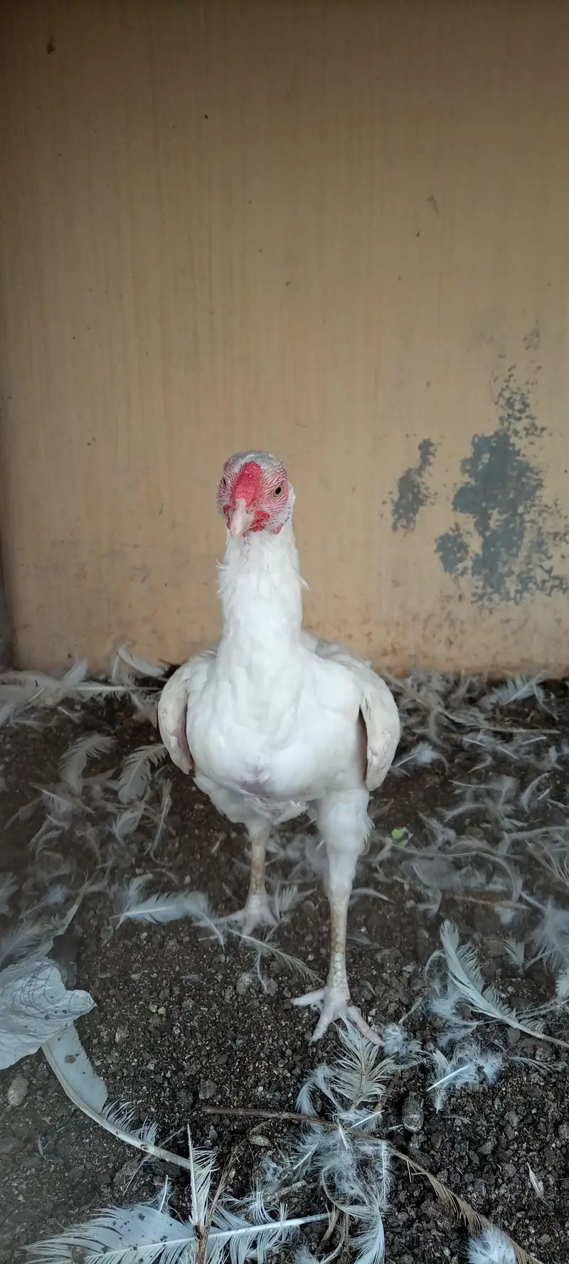 paper white Heera female — photo 8