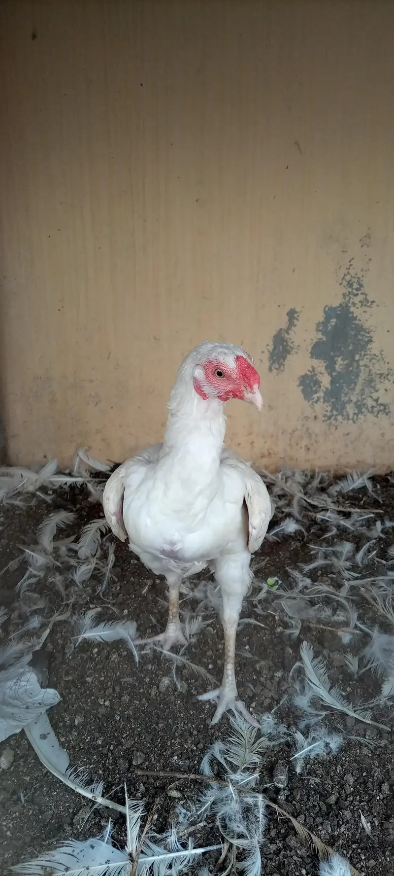 paper white Heera female — photo 9