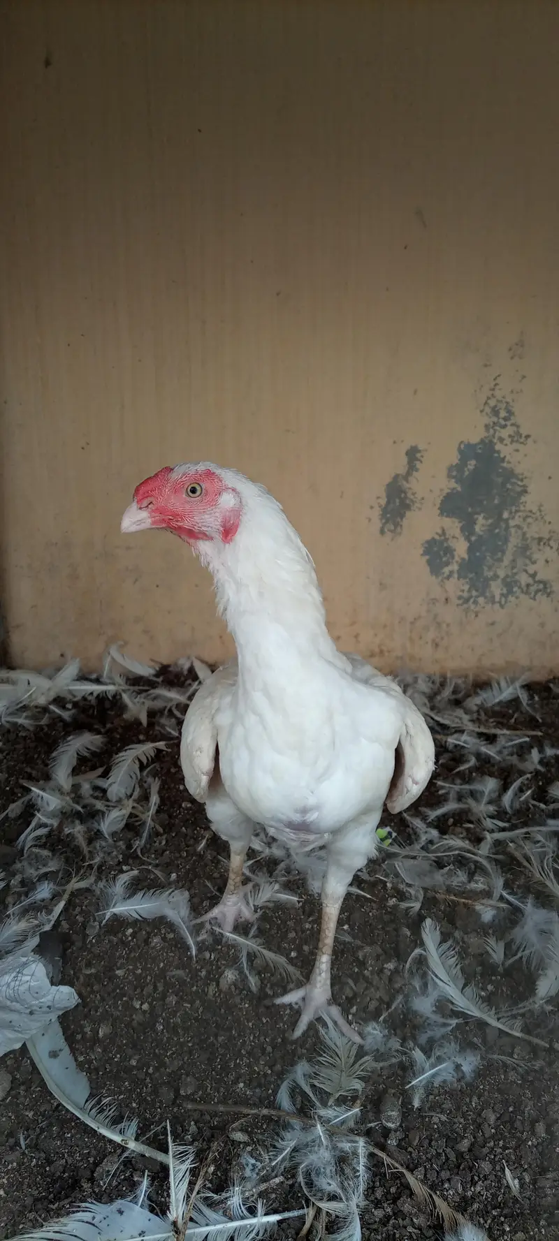 paper white Heera female — photo 10