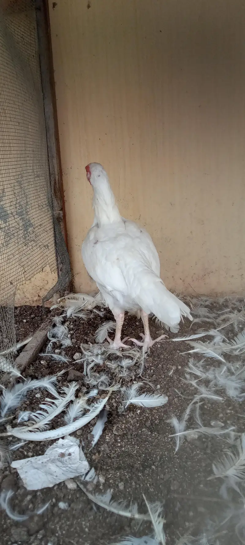paper white Heera female — photo 11