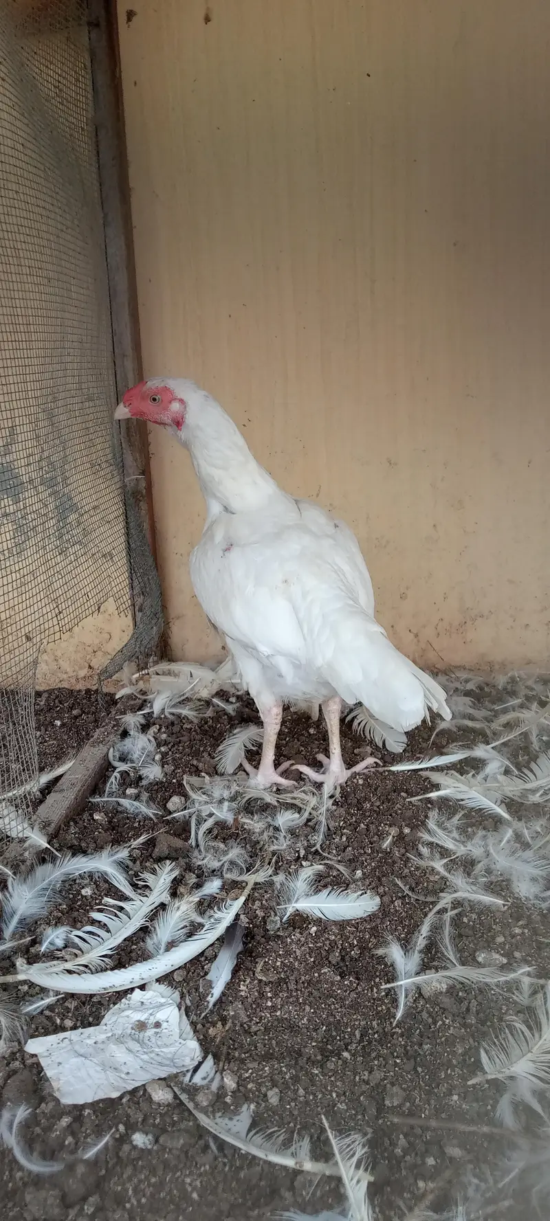 paper white Heera female — photo 12