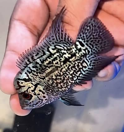 Flowerhorn Golden Base KML