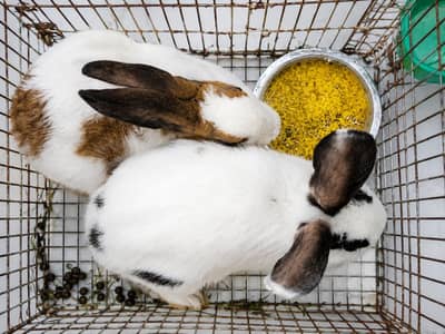 Ready to breed pair of rabbits