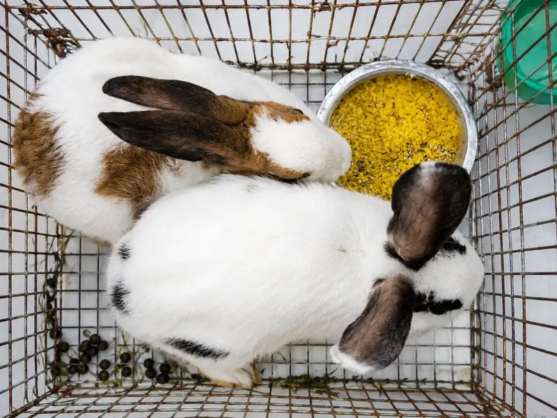 Ready to breed pair of rabbits