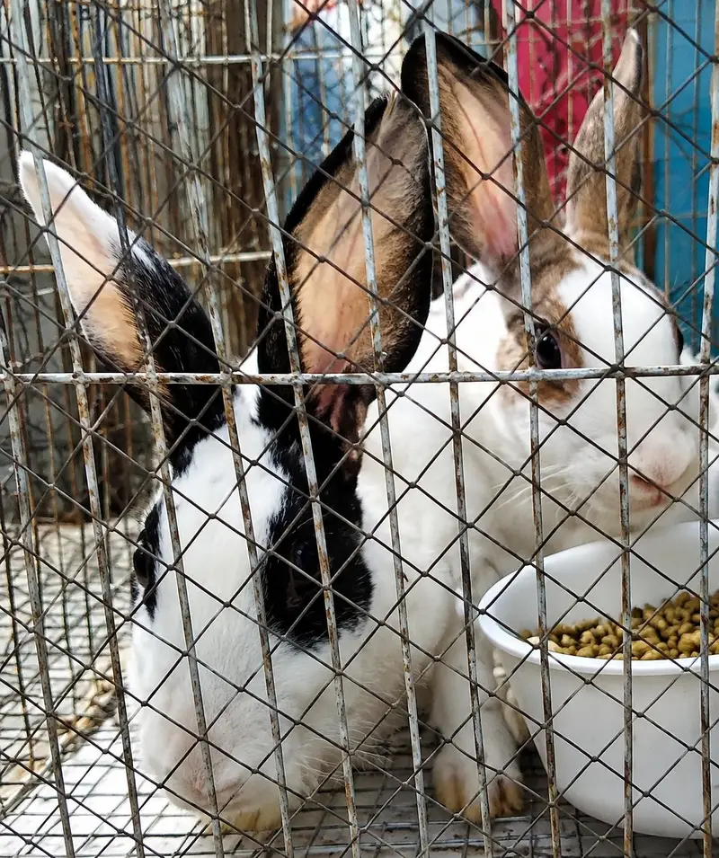 Ready to breed pair of rabbits — photo 2