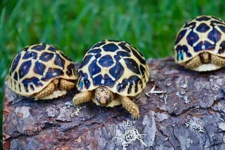 turtles healthy and active 03268301979